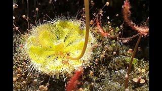 Drosera Burmannii - The Tropical Sundew