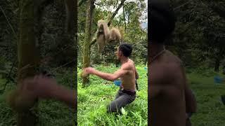Harvesting durian - Green Farm #160 #Harvestingdurian #fruit #satisfying #harvest #durian