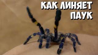 Паук меняет шкуру| Линька паука-птицееда | Ускоренная съёмка