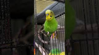 Sweet! - Boba the Budgie - Talking Parakeet