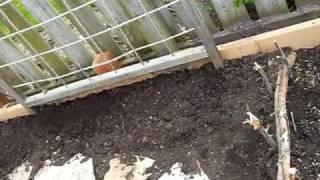 Planting Cucumbers in the Garden
