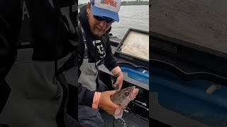 5 man walleye limit #lakeerie #walleye #walleyefishing #fishing #ohio #fisherman #limit #greatlakes