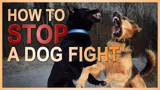 How to STOP a Dog Fight