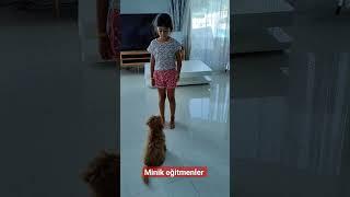 Evde Yavru Poodle eğitimi #kopek #köpek #köpekler #köpekeğitimi #köpekeğitmeni #kopekegitimi #shorts