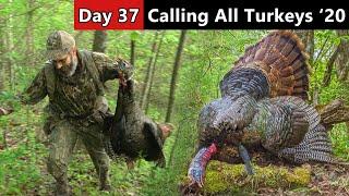 CALLING GOBBLERS DOWNHILL - Thunder In The Valley!!! - Turkey Hunting Public Land