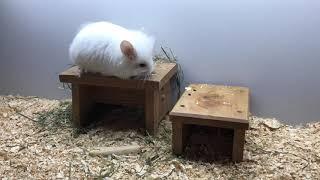 Pink White Angora Chinchilla