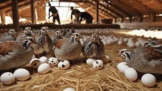 Quail Farming - Raising Organic Quail for Eggs - Poultry Business.