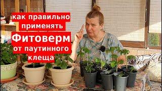 Фитоверм, инструкция от паутинного клеща