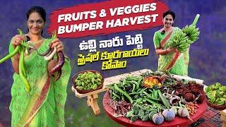 Bumper Harvest /ఇవాళ ఎన్ని రకాల పళ్ళు కూరగాయలు కోసామో చూడండి .. @MADGARDENER