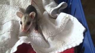 PAWS-SC.com  Hear the sounds that a baby Virginia Opossum makes to call it's mom