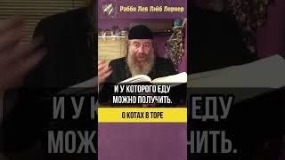 О котах в Торе  Почему кот не помнит своего хозяина #shorts #тора