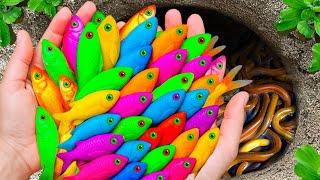 Awesome Catch Colorful Aquarium Fish In Small Pond, Galaxy Guppy, Seahorse, Koi, Pencil Fish, Turtle