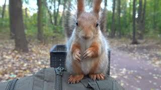 Взрослая белка. Зарисовка / An adult squirrel. Sketch