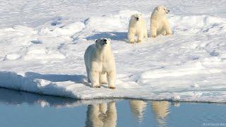 Polar Bear Cubs