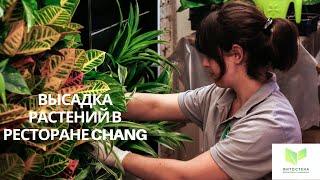 Вертикальное озеленение ресторана Chang (Слон). Высаживание растений в фитостены. Verticalgarden