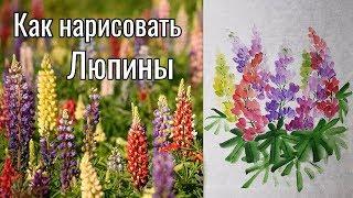 Как рисовать урок Люпины How to draw Lupins painting tutorial 루핀 그림 그리기