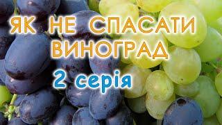 Агротехнічні заходи, спрямовані на захист винограду від хвороб