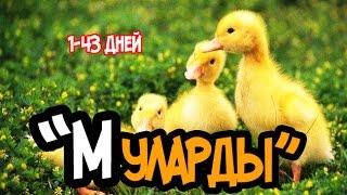 Будни Фермера. Утки породы Мулард. 1 - 43 день. / Mallard ducks