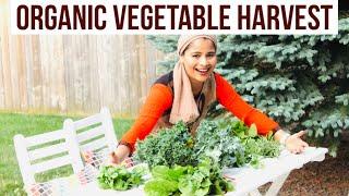 Organic Vegetable Harvest | In Canada | Fresh Kale Swiss Chard Tomatoes Cucamelon & Herbs