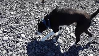 Little Black Sand Beach in Shelter Cove