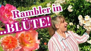 Rambler in voller Blüte und Gewitterdrama | | | Rambler Rosen 2023