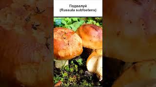 ГРИБЫ СЫРОЕЖКИ ВСЕ ВИДЫ (4 часть) #short #shorts #shortsvideo