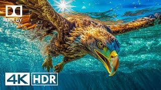 UNSEEN WORLD OF HDR 4K 60fps Dolby Vision (4K Video) ULTRA HD