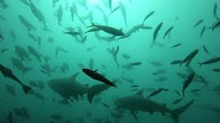 Fiji Shark dive ч13