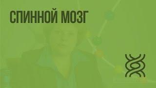 Спинной мозг. Видеоурок по биологии 8 класс