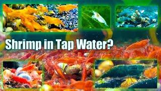 Can I Keep Shrimp in Tap Water?  New Shrimp Keepers Guide To Understanding Shrimp Water Parameters