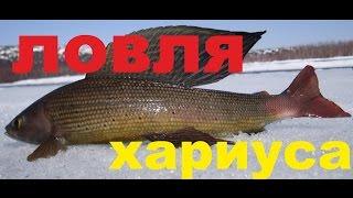 ЛОВЛЯ ХАРИУСА. КРУПНЫЙ ХАРИУС.