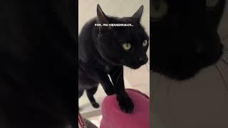 #изобилие #cat #балансвселенной #cute #рационпп #funny #импровизация #первыеденьги #mrbeast