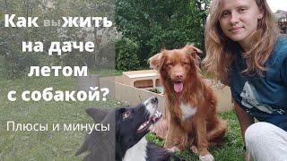 Жить и работать на даче с собакой, кошкой или ребёнком? Отпуск летом