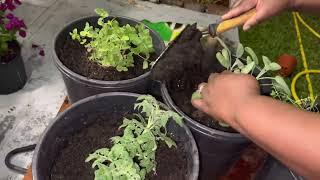 Transplanting Herbs And Vegetable Seedlings at Night 2023| South Florida Garden