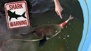 Found Dead Pet Fish inside Monster Fish!