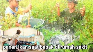 AKTIVITAS ANAK BUGIS DANAU TEMPE PANEN IKAN NILA SAAT BAPAKNYA DI RUMAH SAKIT