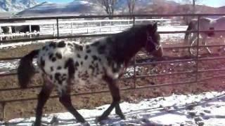 Nez Perce Keen Observer - Tiger Horse Colt FOR SALE