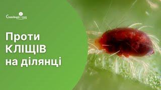 З цим засобом ви забудете про кліщів на ділянці.