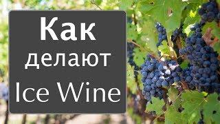 Уникальное ВИНО. Как делают Ice Wine Canada. Эмигрантские истории.