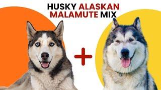 Husky  Alaskan Malamute Mix AKA Alusky