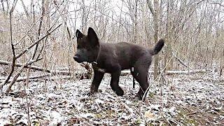 Blue Bay Shepherd Kurgan 10wks - 1st River Hike