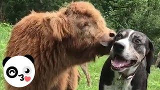 This Cute Baby Cow Acts Like a Dog | Bored Panda Animals