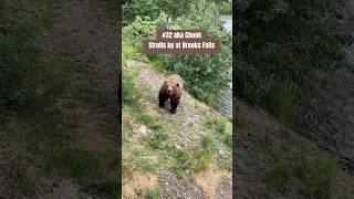 Brooks Falls’ Chunk or #32 Strolls by the Platform | Katmai 2024 #alaska # brownbear