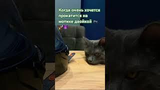 #cat #кошки #moto #приколы