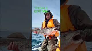 Дальний Восток.Треска 2024 #рыбалка #fishing #рыба #треска