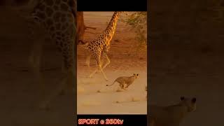 Giraffe escaping from the lions | Like & Subscribe me ️