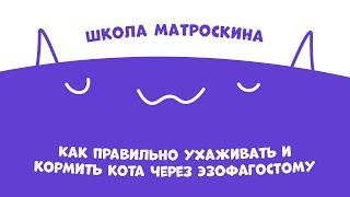 Школа Матроскина. Как правильно ухаживать и кормить кота через эзофагостому?