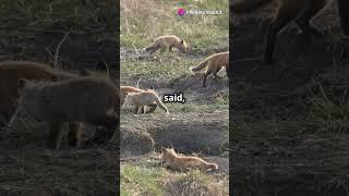 invideo ai 1080 The Fox Without a Tail  A Tale of Decept 2024 11 08 1 #english #basictoadvancespoken