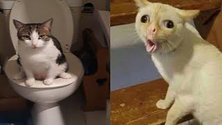 Compilation New Funniest Cat Videos  You laugh You Lose  Best of Funny Cat Videos  #6