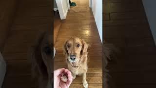 Hilarious slow-mo clip of a dog catching a treat!